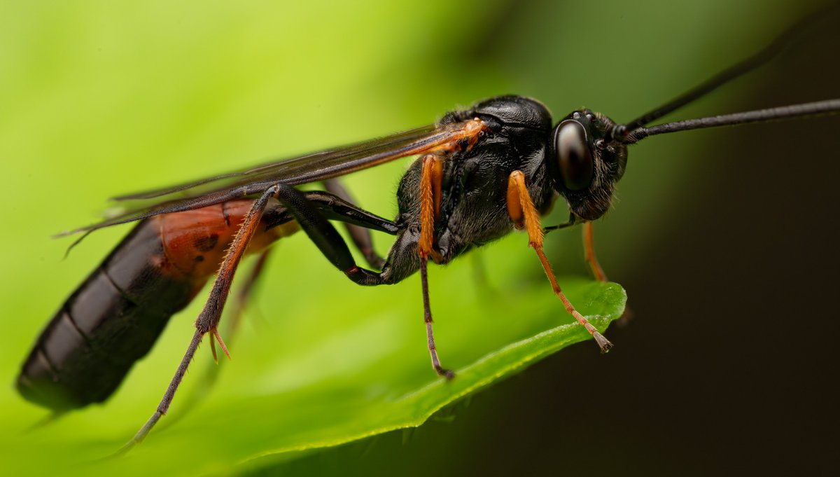 Beauty of a wasp. No idea what species yet or what it parasites but will welcome any suggestions!