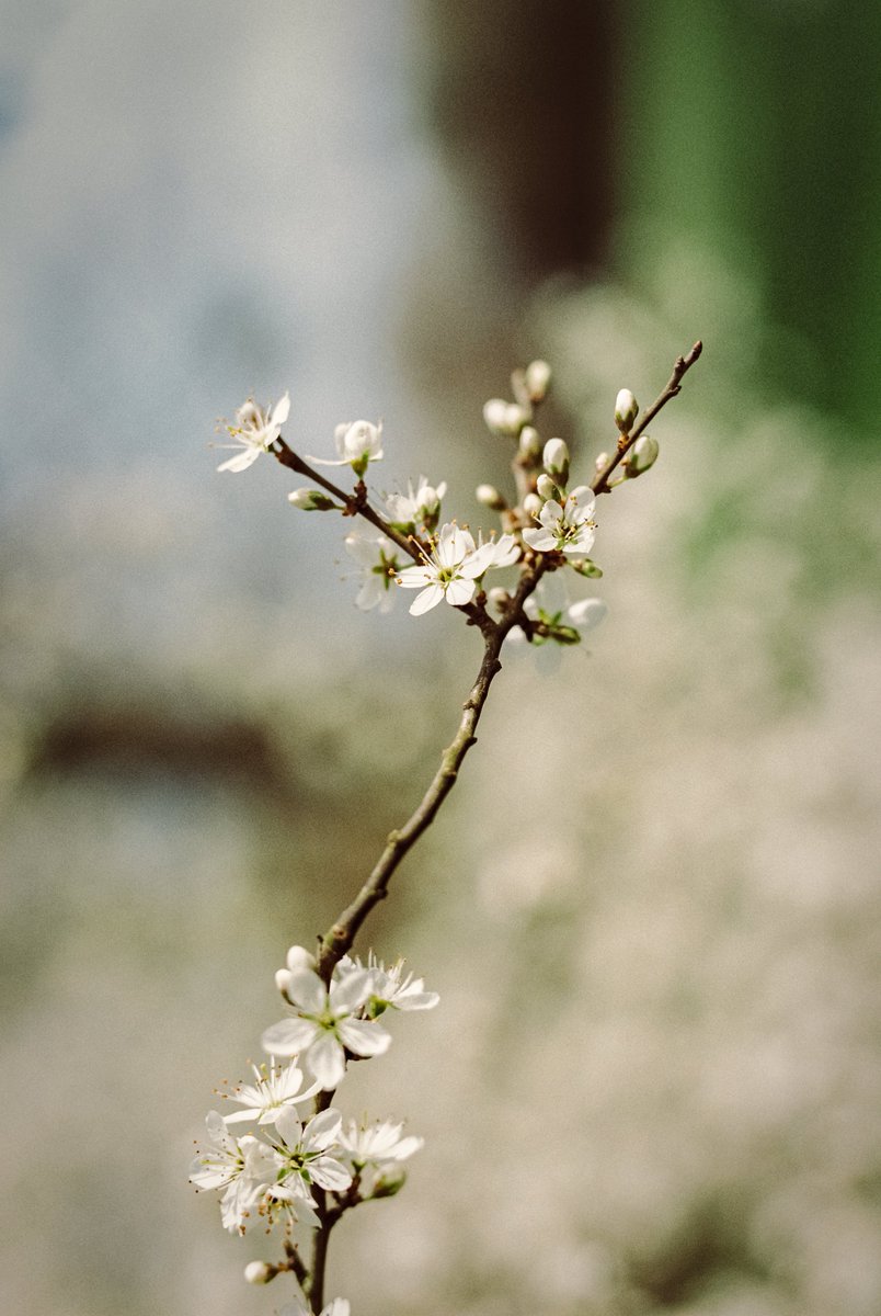 Normalement... on est au printemps depuis un moment là, nan ? 

#PhotographyIsArt #analog #filmisnotdead #filmphoto