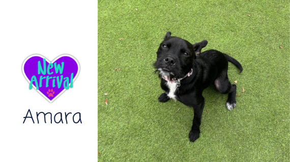 New arrival #MixedBreed Amara almosthome.dog #NorthWales #RescueDog #dogrescue