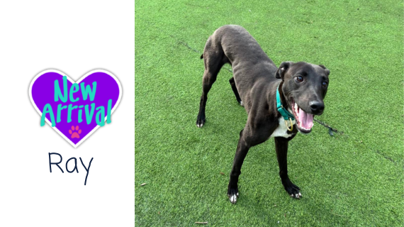 New arrival #MixedBreed Ray almosthome.dog #NorthWales #RescueDog #dogrescue