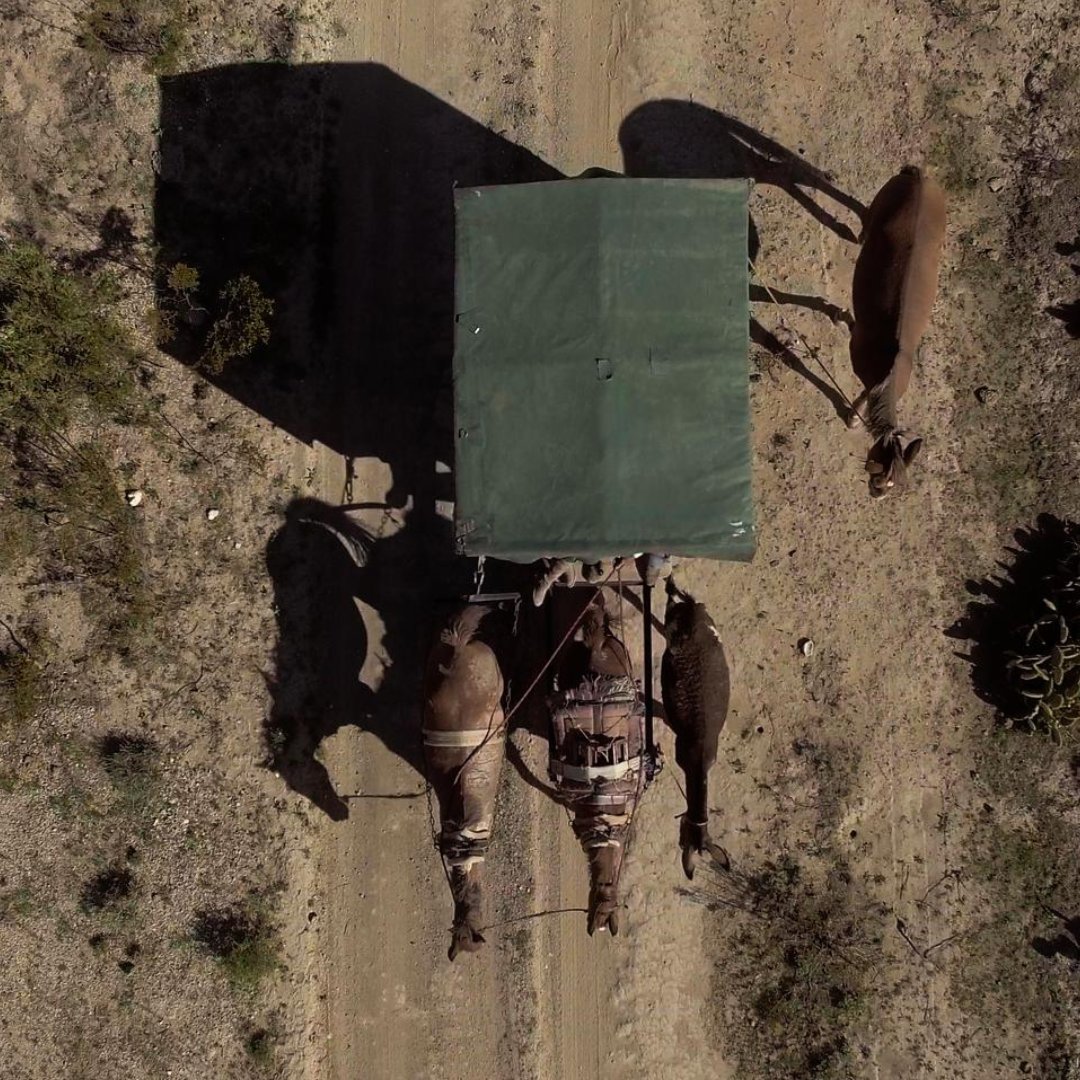 En los áridos caminos del desierto hay un carretón impulsado por caballos que con los años se convirtió en teatro, casa y transporte. 

Descubre qué hay detrás de esta historia en #ElCarretónDelDesierto, ahora en la @CinetecaMexico.

Horarios 👉 bit.ly/49UL6ms