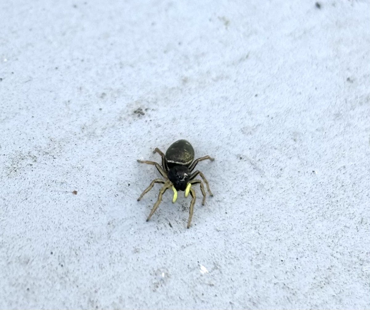 StephMurphy66's tweet image. Heliophanus flavipes living its best life on my gas meter box @BritishSpiders
