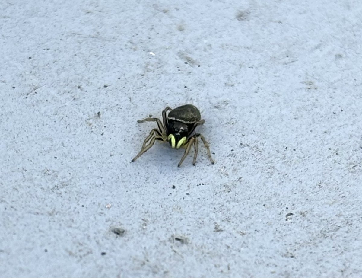 StephMurphy66's tweet image. Heliophanus flavipes living its best life on my gas meter box @BritishSpiders
