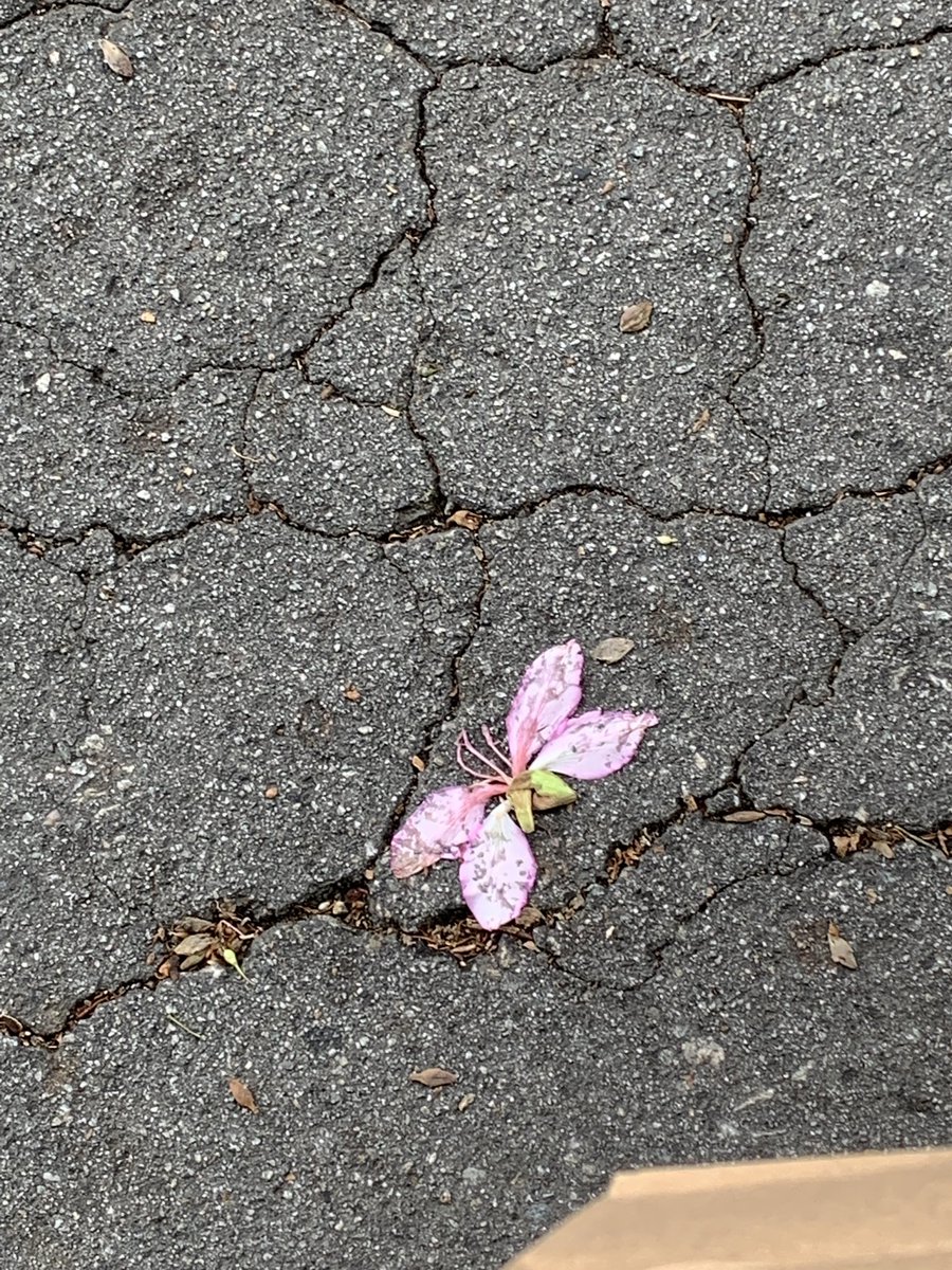 the flower on my walk resembled a butterfly