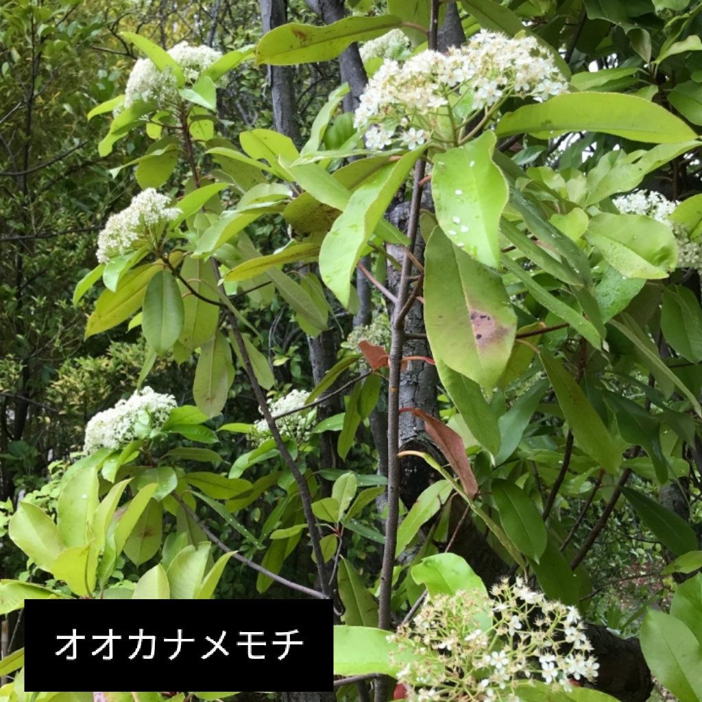 オオカナメモチ 1cmくらいの白い小さな花がたくさん集まって20cmほどの花序を形成しています。 #京都大学 #薬学部 #薬用植物 #植物園 #オオカナメモチ #花の写真