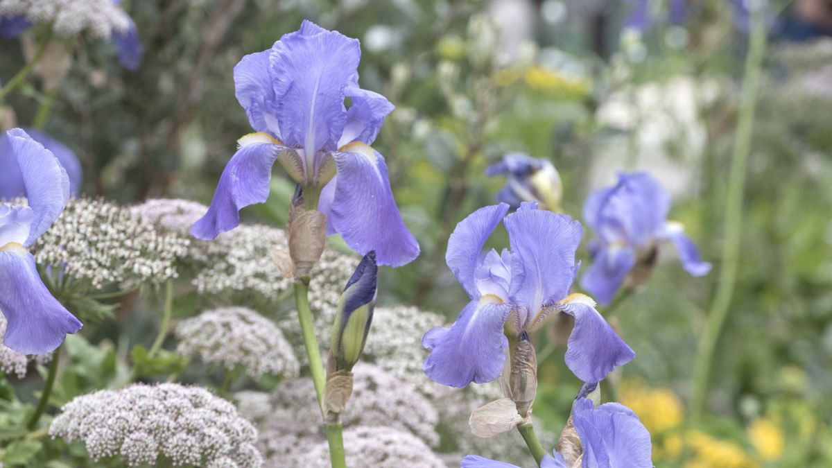 How to grow bearded irises – for elegant, artistic and colorful blooms trib.al/xDosubk