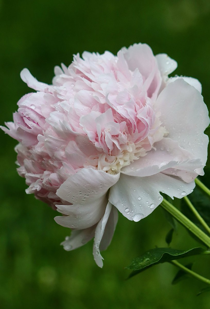 there is something about the beauty of a peony💞