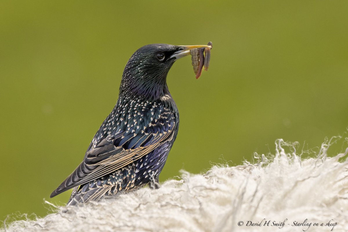 Starling with lunch, sitting on a sheep, at Clifford Hill GP this afternoon. 😊
#Northantsbirds @wildlifebcn @Natures_Voice @alanthetortoise