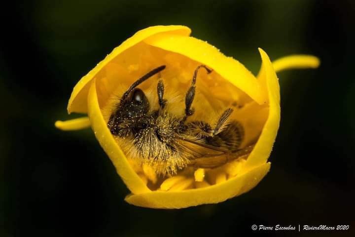 🌼 🐝 Au coeur de ce bouton d’or, une petite abeille pour se protéger de la pluie s’est mise à l’abri...

📷 Pierre Escoubas