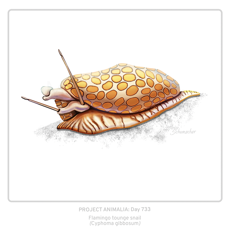 Project Animalia #733 
Flamingo tongue snail (Cyphoma gibbosum)   

Yellow polka dot... mantle!

#sciart #bioart #wildlifeart #animalart #natureart #medart #wildlife #biodiversity #snail #seasnail #mollusk