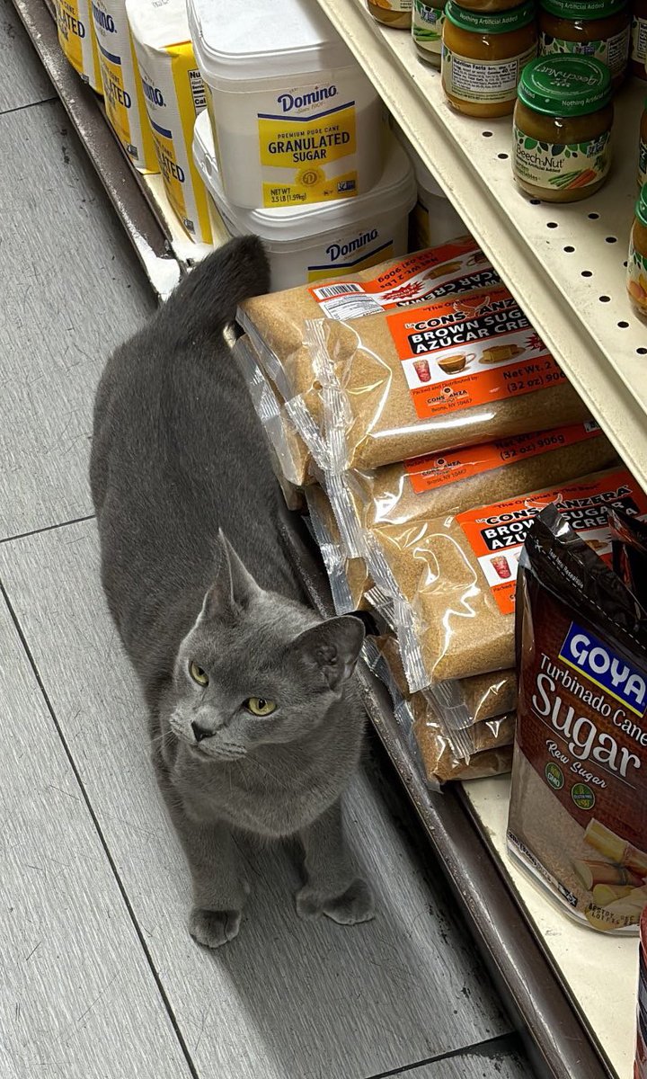 Bodega Cats (@Bodegacats_) on Twitter photo 2024-05-04 17:10:32