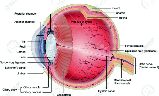 WILLIAMFRESLEY's tweet image. Explore ophthalmology success with Expert Academic Assignment Help. Master essential study techniques, excel in assignments, and propel your ophthalmology career.
Email us: expertassignment46@gmail.com
#ophthalmology-study #assignmentassistance #ExpertGuidance #ExpertAcademic