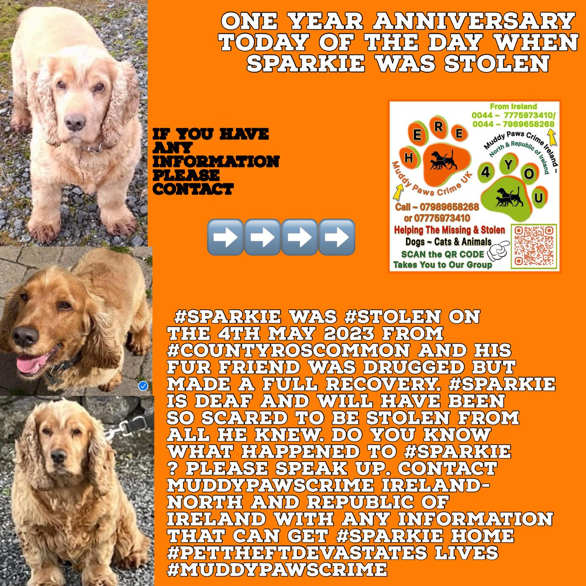 ONE YEAR AGO SPARKIE WAS STOLEN :( Stolen 4/5/23 from Athlone Co. Roscommon. His sibling was drugged but was left behind, but luckily made a full recovery. PLS SHARE AND GET IN CONTACT WITH MUDDYPAWSCRIME IF YOU HAVE ANY INFORMATION @rosieDoc2 @HunnyJax