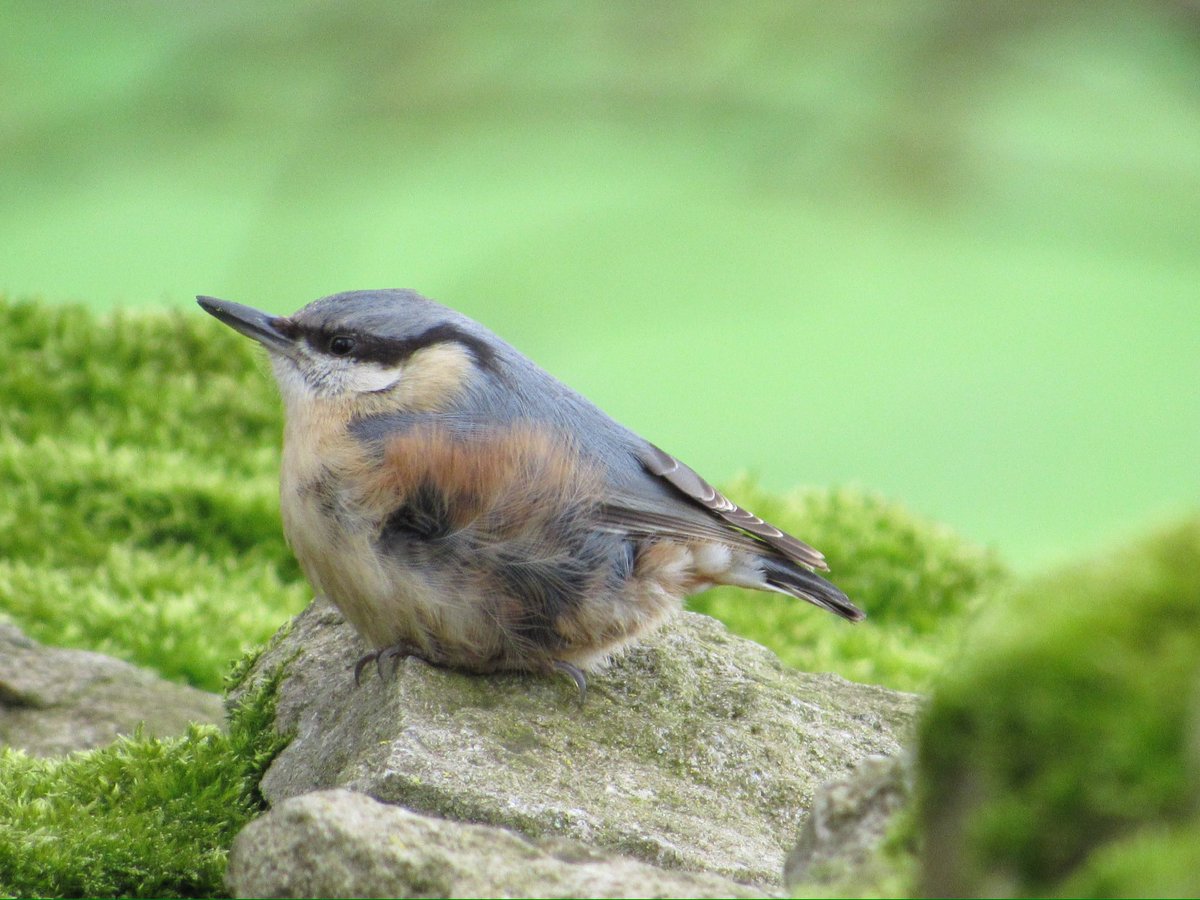 A nice newly fledged Nuthatch having a chill out this afternoon 🥹 @nybirdnews @teesbirds1