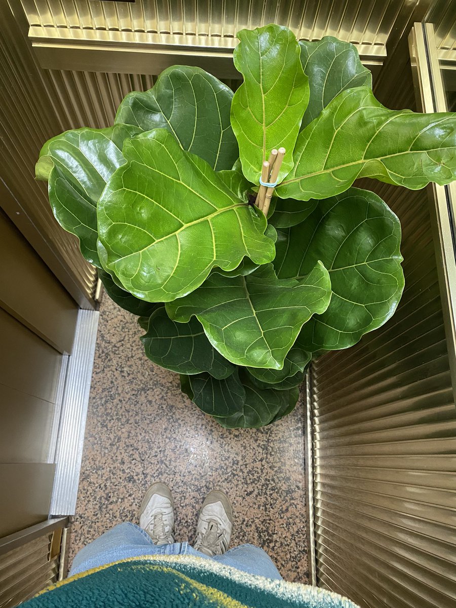aa_cortijo's tweet photo. Baixes a la ferreteria a comprar corda per l’estenedor i tornes amb una planta https://t.co/S1wBWD2UNy