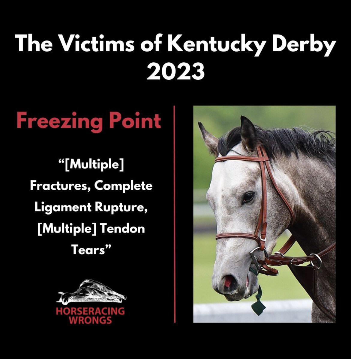 This is #Horseracing - Freezing Point was killed at Churchill Downs May 6, 2023 - #KentuckyDerby Day. #KYDerby2024 #KentuckyDerby150 #EndHorseracing #BoycottHorseracing #KyDerby #HorseracingKillsHorses @racingwrongs ❌🏇🚫🏇🛑🏇🚨