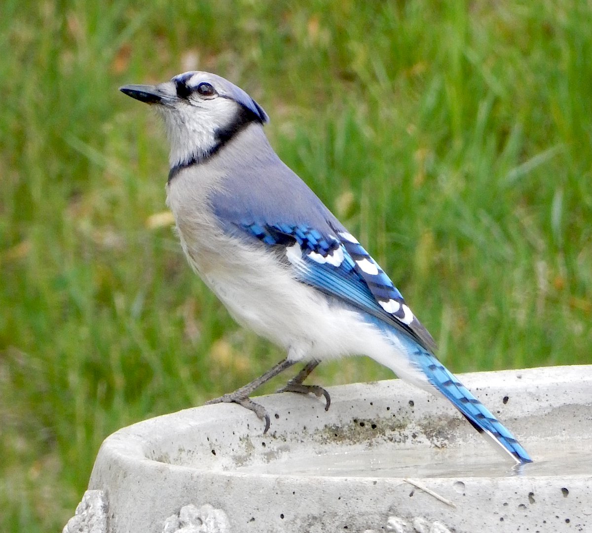 Bluejay