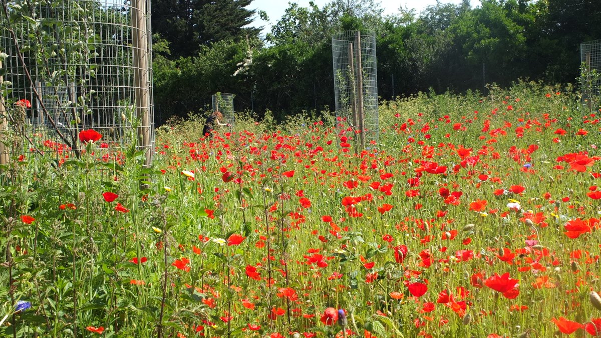 Do you want to make your orchard a wildlife haven? Taking part in #NoMowMay allows native plants to thrive, providing extra nectar and #habitat. You might enjoy the #wildflowers so much that you continue to the no-now practice well past May! 🌼 @Love_plants