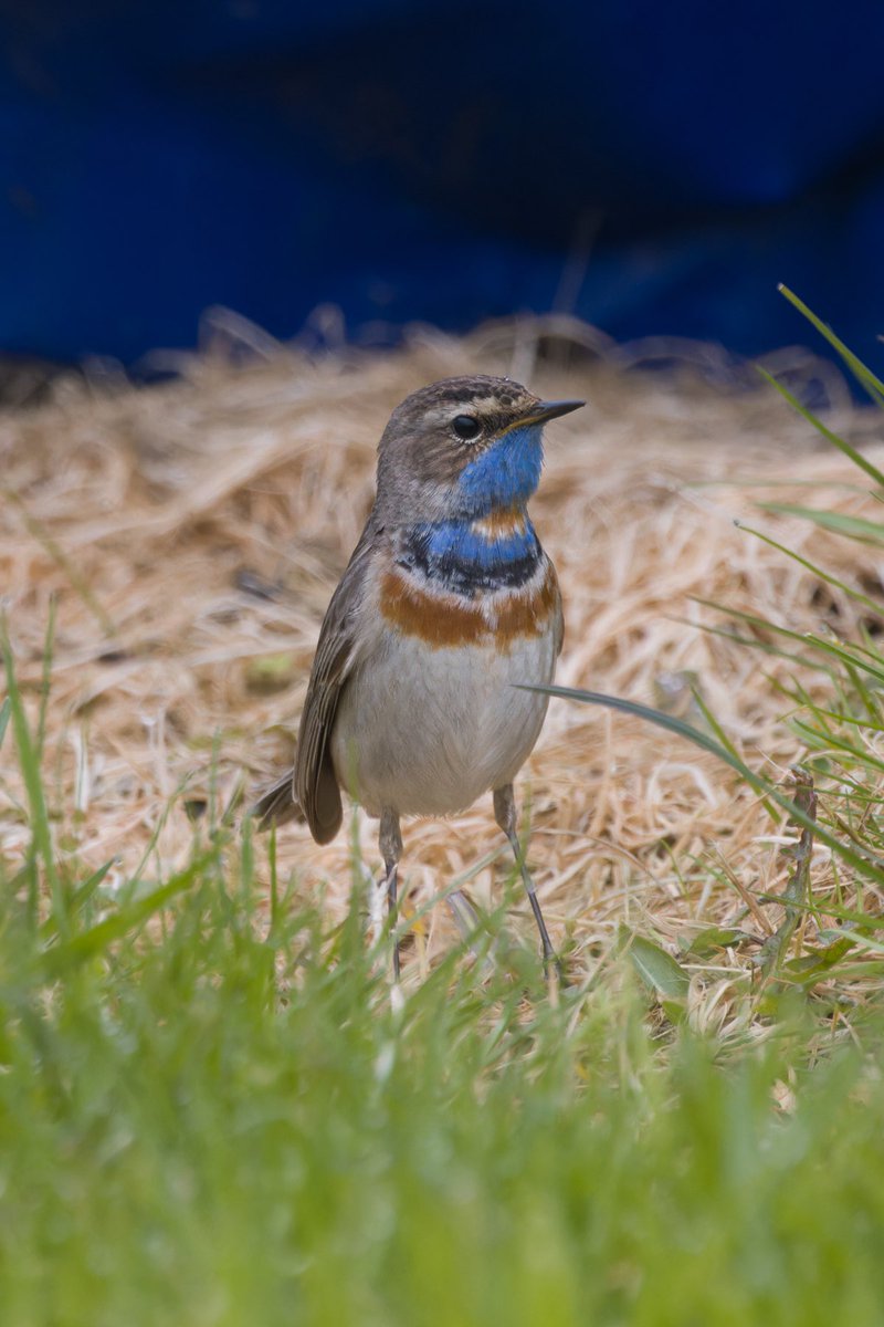 This fab male Bluethroat performed admirably early afternoon at the Spanish Battery, Tynemouth. They’ve become a bit of a rarity these days locally, so it proved a great find by @tynemouthbirds .