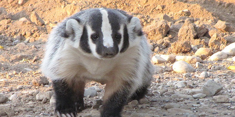 I can't believe American Badgers play on stretched res