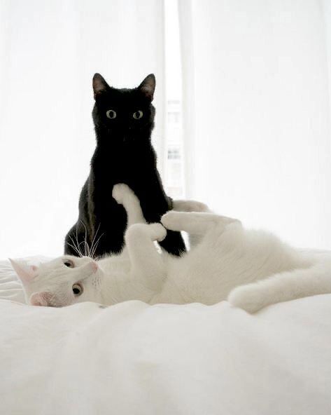 Black cats are not bad luck (@visualscat) on Twitter photo 