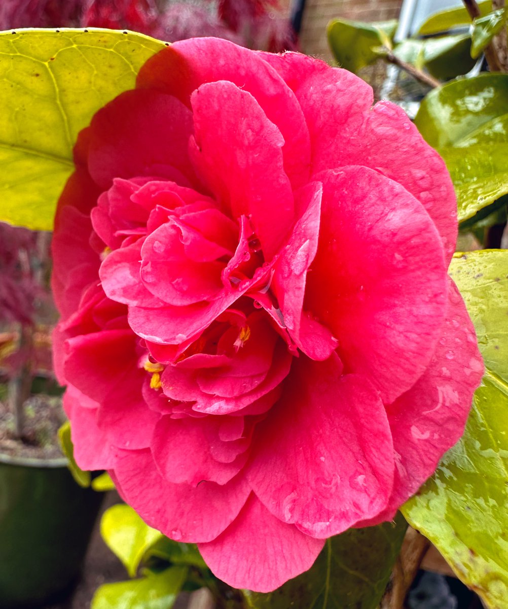 This camellia has suffered with a bit of brown spot but I have a flower… #gardeningx