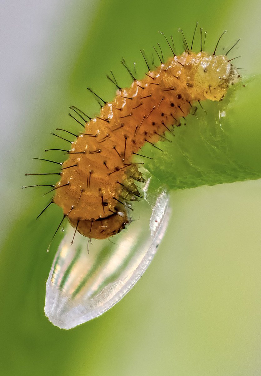 The great escape. An Orange Tip Caterpillar emerging from its egg today. #caterpillar #orangetip #newlife