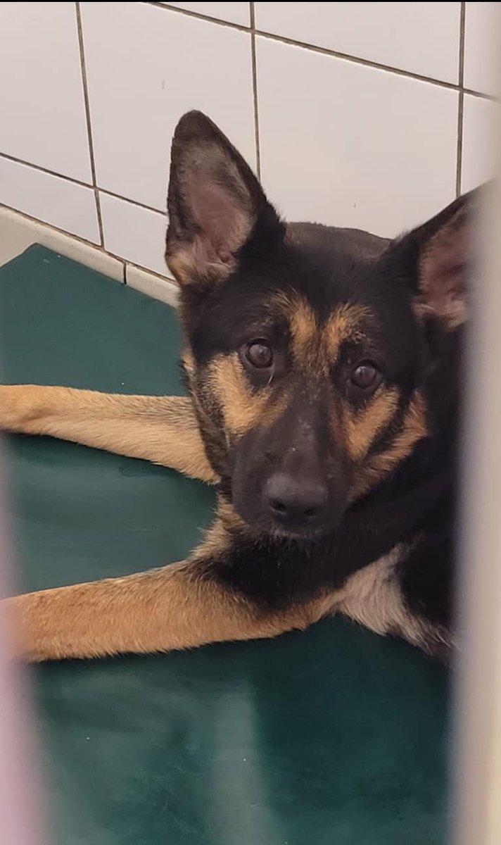 Please retweet to HELP FIND THE OWNER OR A RESCUE SPACE FOR THIS STRAY/ABANDONED DOG #GILLINGHAM #MEDWAY #KENT #UK, May 2 Found Dog: Female, German Shepherd Location: Victoria Street, Gillingham Microchip status: Not chipped Reference: 24/02522/STDO Please contact 01634 333333…
