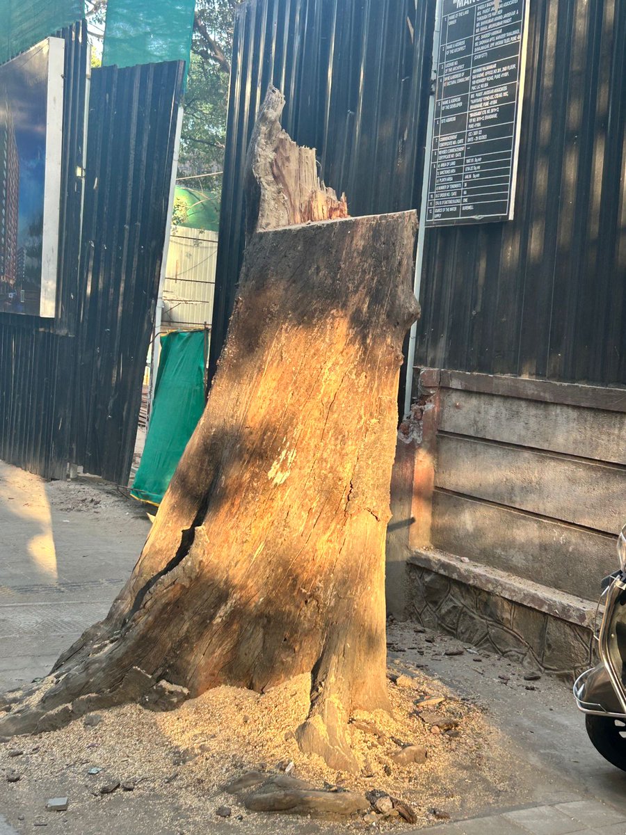 A beautiful old large tree on Prabhat Rd Lane No 9 chopped off by a reputed builder with several projects in the area. Mind you this is outside on public land. At this rate, whatever greenery is left - will be gone in less than a decade. 😡 Rules are only for those without reach.