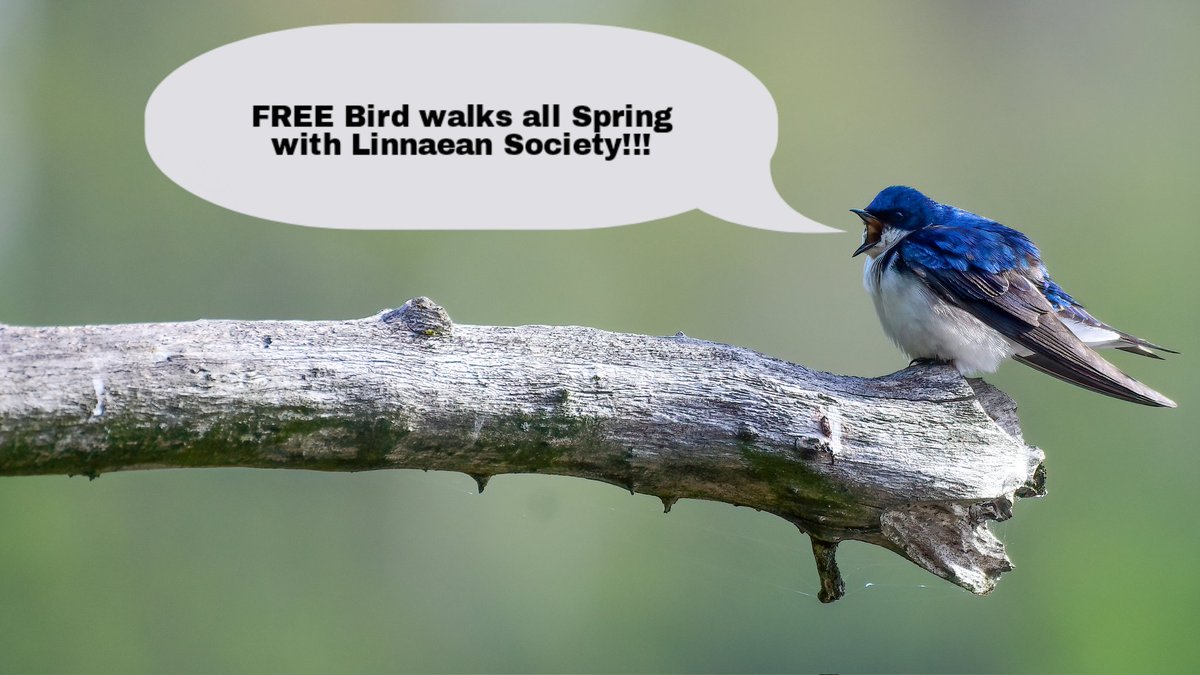 FREE BIRD WALKS EVERY TUESDAY with @LinnaeanNY! Learn from some of the best birders&naturalists in NYC. DATE: Tuesday, May 7 TIME: 7:30am Sign up here: linnaeannewyork.org/events/2024-05…