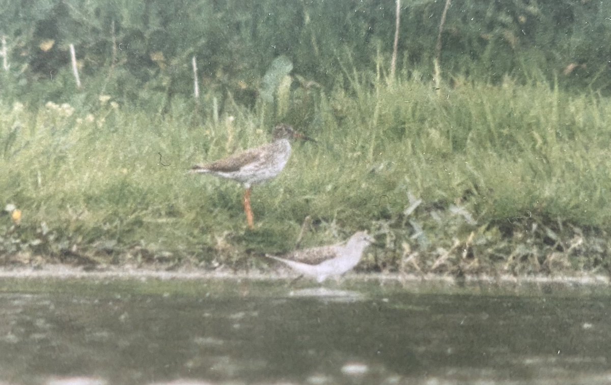 Blast from the past. Thirty years ago today @Jeremy_Gates67 found Surrey’s first & still only Marsh Sandpiper at Old Woking SF. It remained until the 7th & was seen by many. Not sure who took these shots.