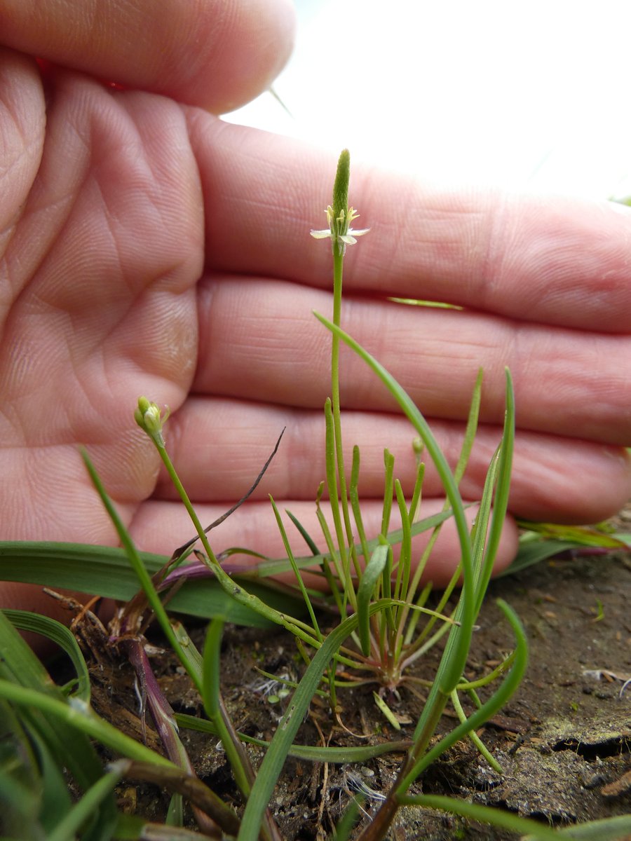 Mousetail (Myosurus minimus), a very unusual flower from the buttercup family (Ranunculaceae). It likes damp areas with lots of foot traffic such as this track. Growing with associates such as Montia arvensis and Spergula arvensis.

Woudbloem, Groningen, Netherlands