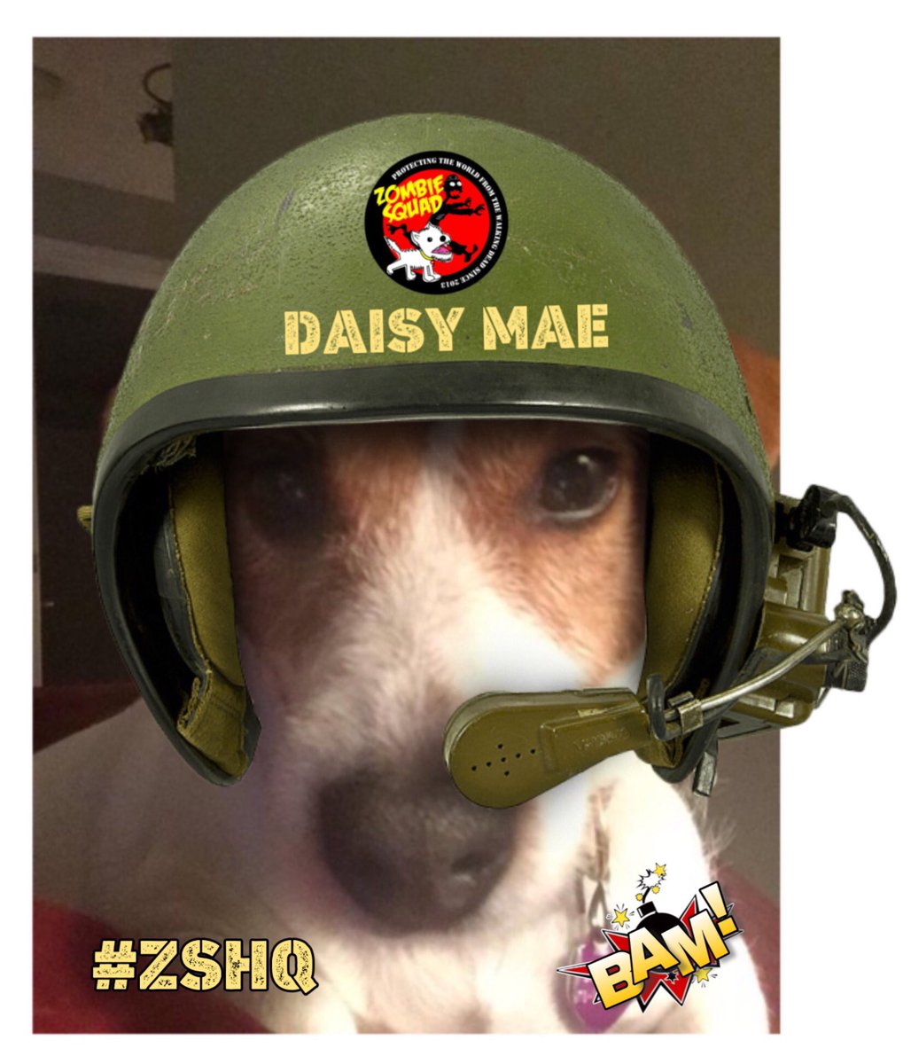 I just found out it’s the squads founders day #ZSHQ and I am now Lieutenant Daisy Mae! I pawmise to continue the fight against all zombies! Thank you for dis honor! 🫡 😃💖🐾