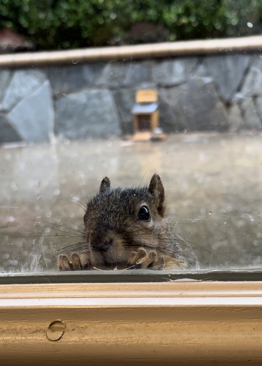 “Do you have indoor seating? It’s a little cold and rainy today.” ☔️ #squirrelcafe ☕️🐿️ #squirrels #squirrelscrolling