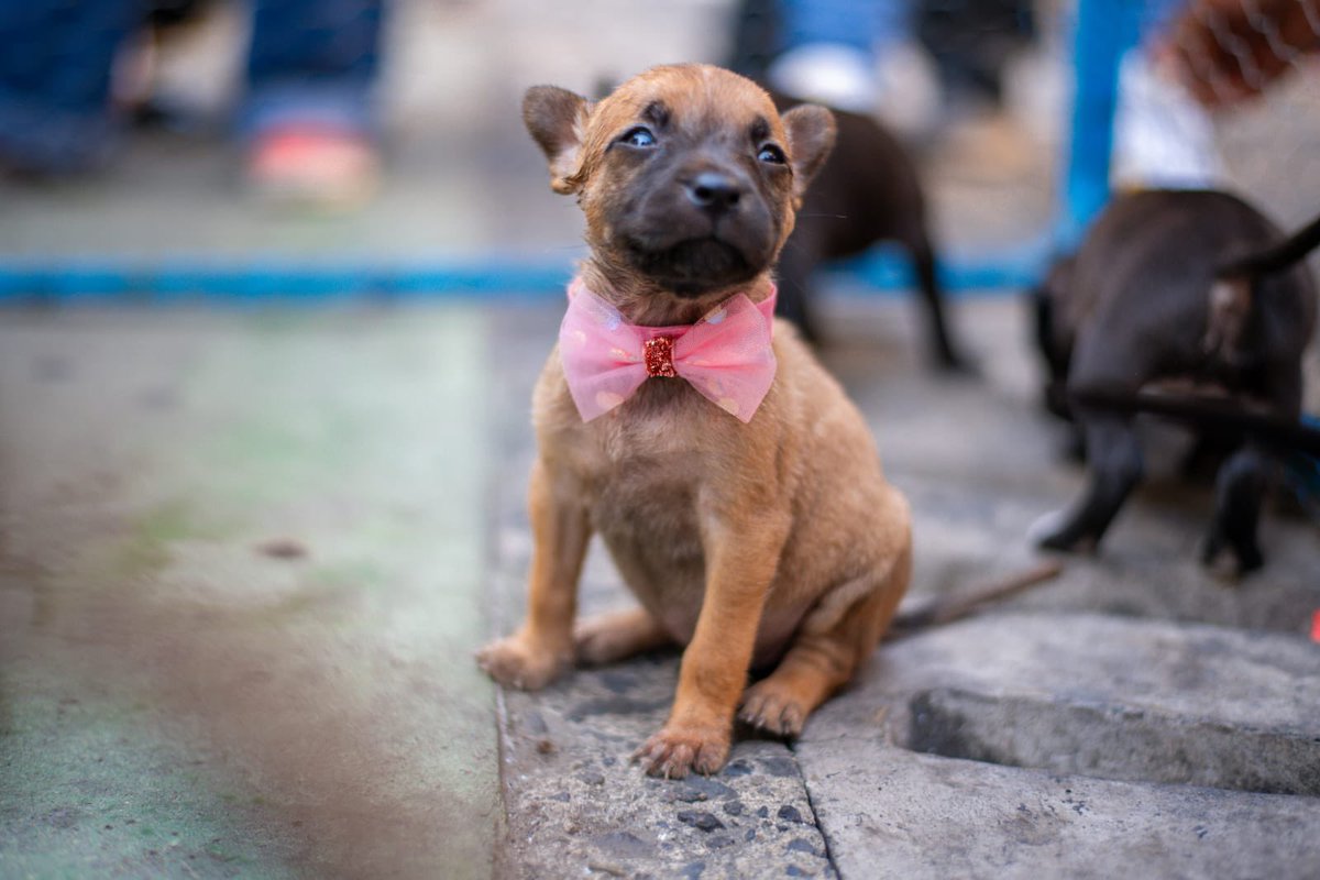 ¡A todos los de gran corazón que están listos para darle una oportunidad de familia a gatitos o perritos, los esperamos en nuestra jornada de adopción! 🐈🐶✨ Ven y únete esta tarde de 3:30 PM a 6:30 PM en la esquina opuesta a Plaza Barrios, junto a la Catedral. 📅