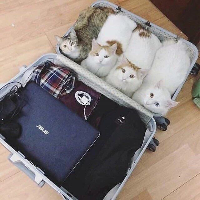 Don't forget to pack your loaves.