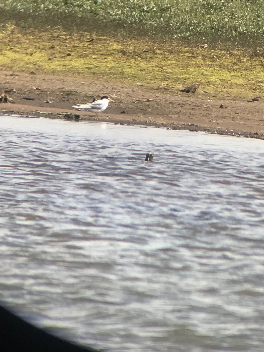 Fantastic spring day at Titchwell Marsh (mainly thanks to @anand_ramesh18!) ridiculous views of Red-breasted Goose, Pied Fly, Redstart, Whimbrel, Spoonbill, Little Tern. Ebird checklist here: ebird.org/checklist/S171…
93sp in 5 hours and we missed a fair amount of expected stuff