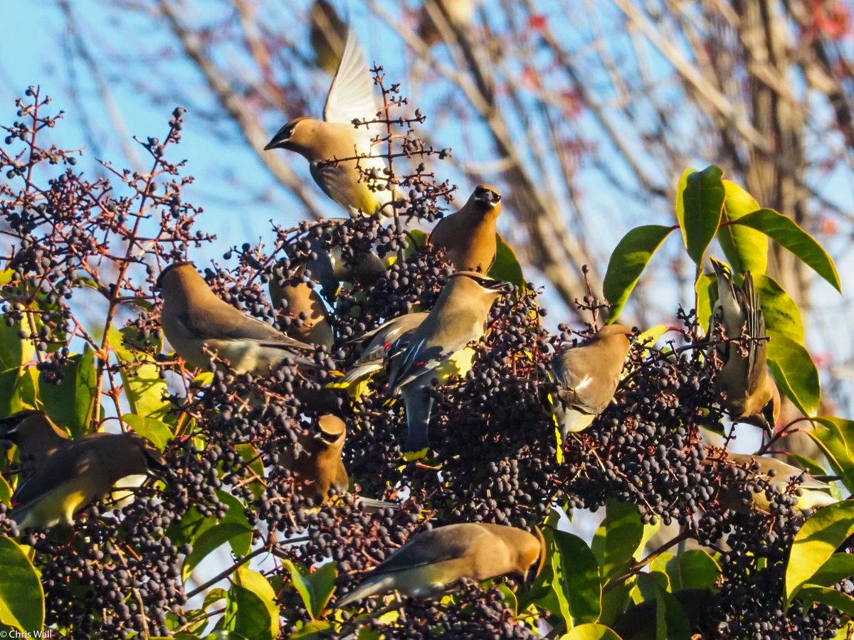 @Sam_Alexandra23 Each year the cedar waxwings eat all the berries from our two privet trees