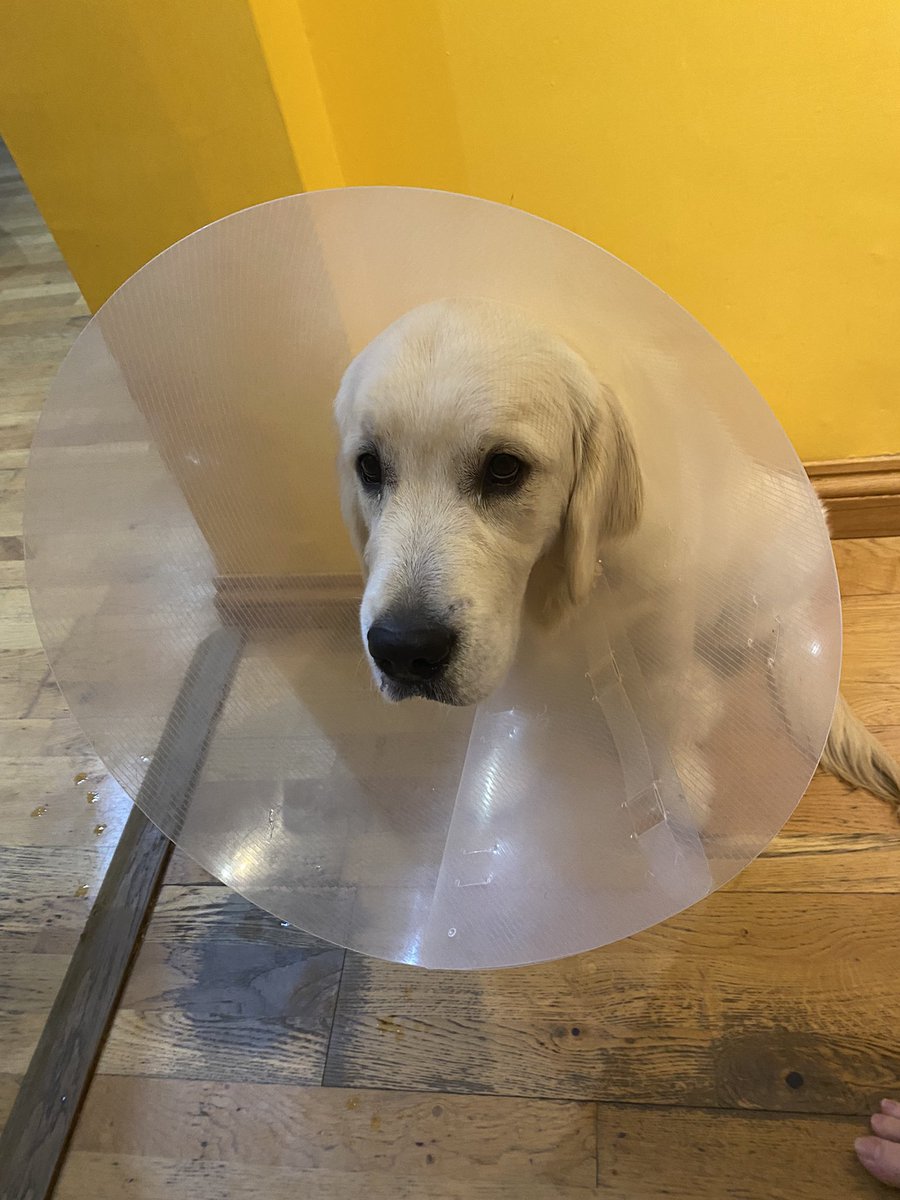 05_bit's tweet image. Just remembering the time the vet put a literal fucking satellite dish on Monty’s head.