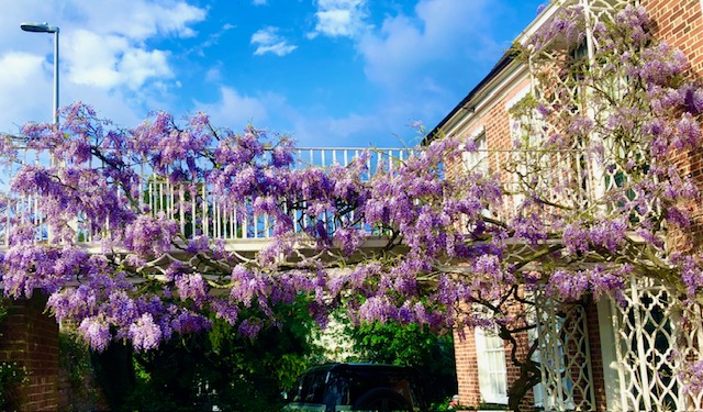 On this rarest of brilliant sunny Bank Holiday Saturdays, my neighbours' magnificent wisteria needs celebrating. It looks and smells utterly divine, wafting a heavenly scent up the street for everyone to enjoy. One of the wonders of nature! #GardeningTwitter #scent