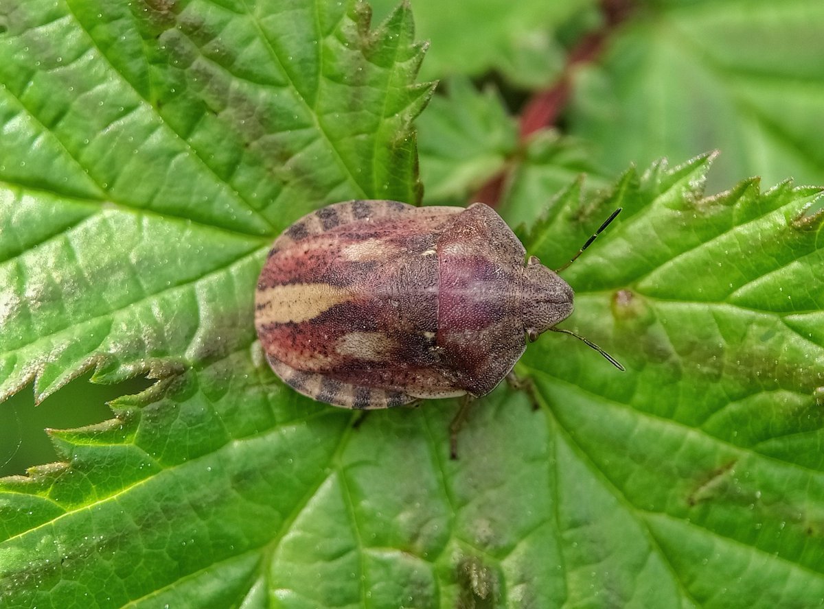 Insect highlight of a wander around Tiddesley Wood, Worcs today in glorious weather, was this lovely Tortoise Shieldbug, Eurygaster testudinaria. 💚🍃