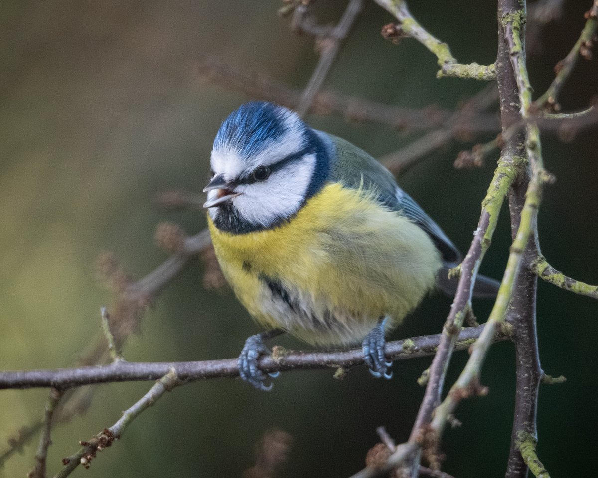 Have you been out and about listening to the dawn chorus? #InternationalDawnChorusDay