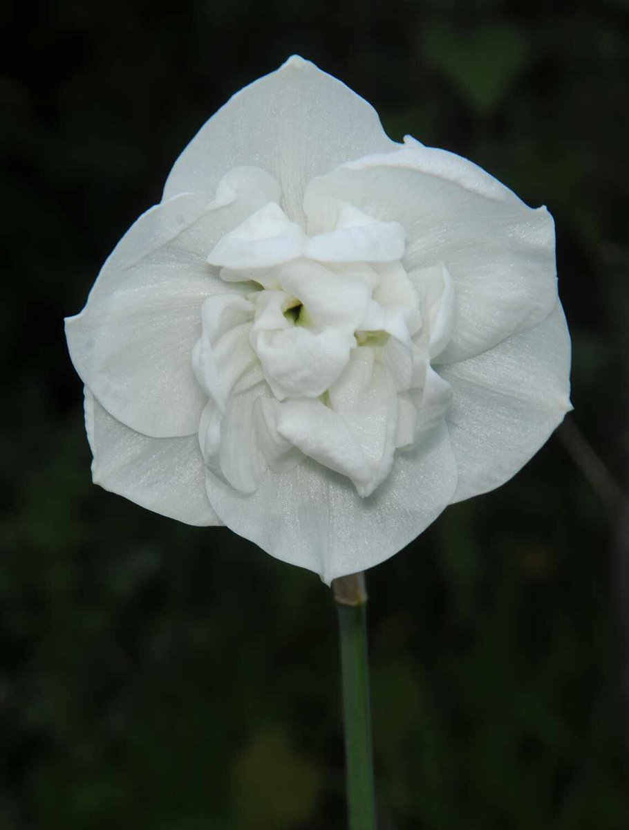 One of the latest flowering #Daffodils in my garden, Narcissus 'Doublet', raised by W.A.Watts in Wales pre-1929 #daffodil #flowers #garden