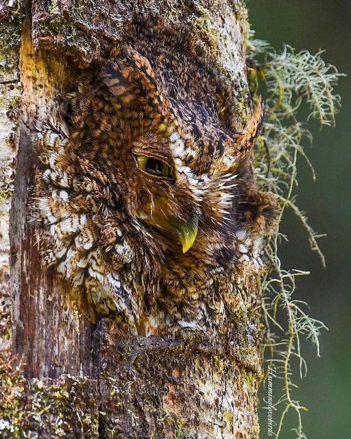Claudia_Zahn's tweet image. #BeTheTree
Camouflage! 🤔
•
Photo: @humminglovebirds