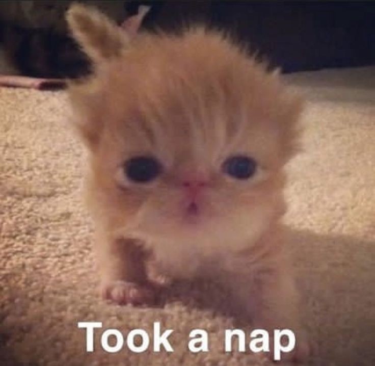 smol silly cat (@catsillyness) on Twitter photo 