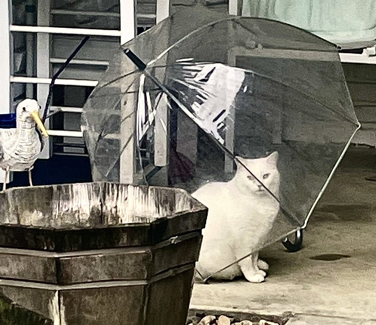 May The 4TH Be With You, Huggers! 🎶🤗🎶 Happy Star Wars Day. This is my neighbor’s cat, Leia, in her Death Star. A very welcome rainy day today. Have a great weekend. 🤗