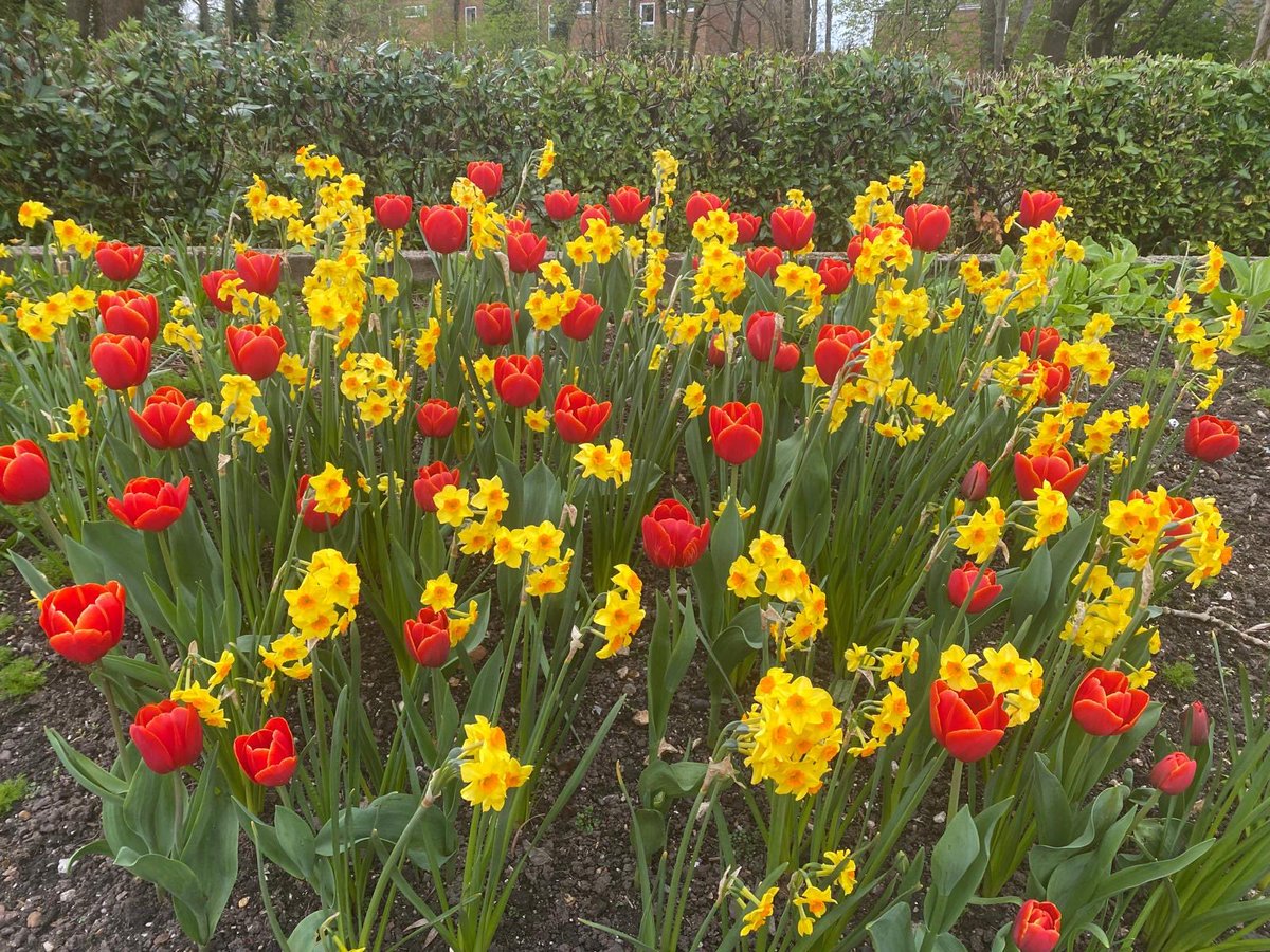 Chesham in Bloom (@cheshaminbloom) on Twitter photo A big thank you to <a href="/sainsburys/">Sainsbury's</a> in Chesham for donating 6 bags of compost to <a href="/CheshamInBloom/">Chesham in Bloom</a>. We will make good use of it! #GardeningTwitter #GardeningX #gardening #TCinBloom A big thank you to <a href="/sainsburys/">Sainsbury's</a> in Chesham for donating 6 bags of compost to <a href="/CheshamInBloom/">Chesham in Bloom</a>. We will make good use of it! #GardeningTwitter #GardeningX #gardening #TCinBloom