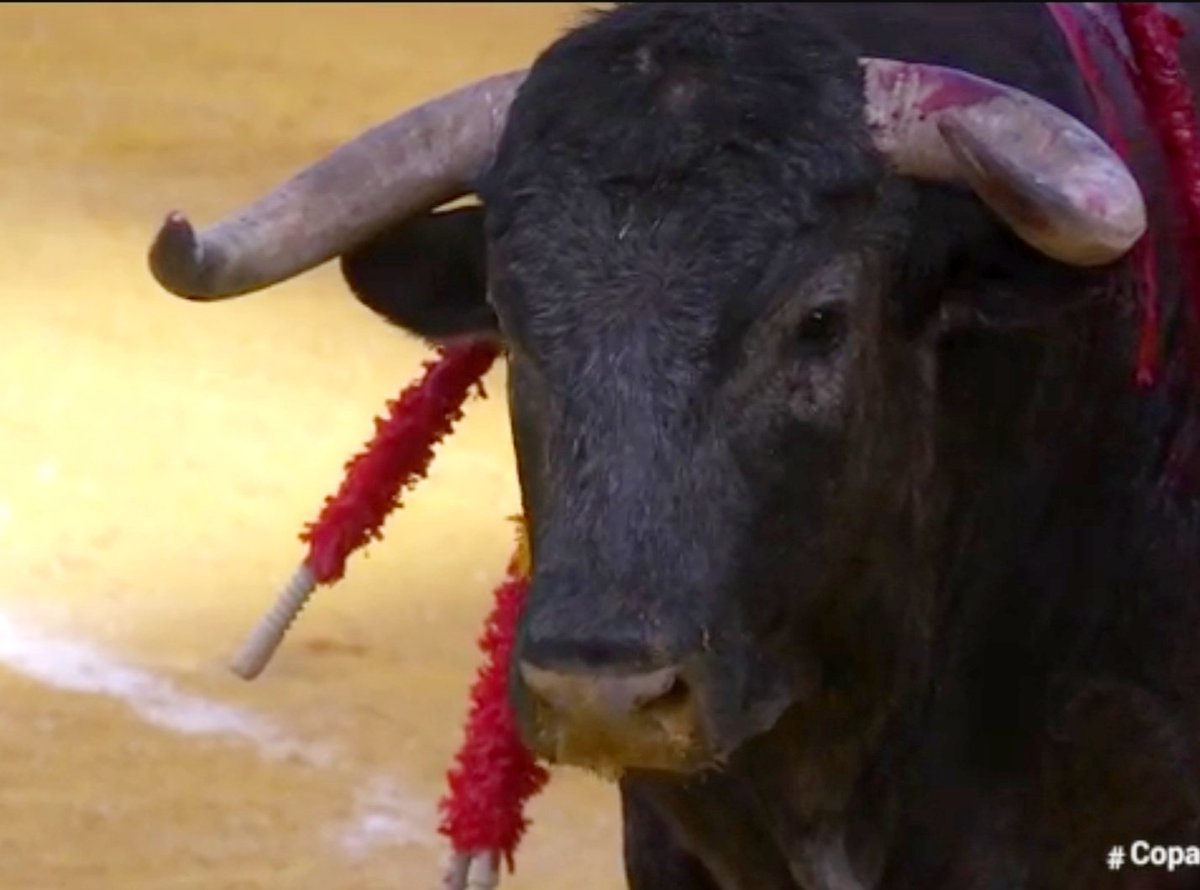 La mirada de un ' santacoloma'
#CopaChenel