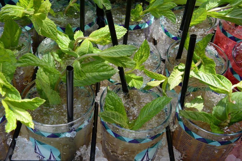 Health & Life Solutions Kentucky Derby HEALTH TIP: Mint (in Mint Juleps) has the ability to calm an upset stomach, relieve nasal symptoms from cold or allergies, & it’s a good source of Vitamins C and A. #MintJuleps #DerbyDay #KentuckyDerby #DerbyDayHealthTip #HI4E.Org