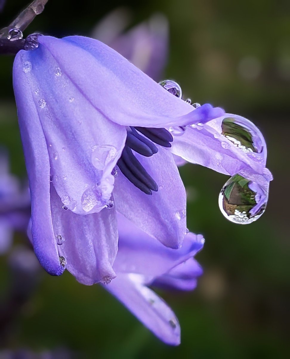 The bluebell and the raindrop #bluebell #raindrop #macrohour #photography #matlock #googlepixel8pro #teampixel